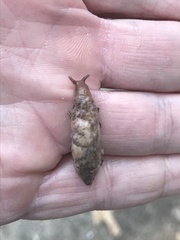 Deroceras reticulatum