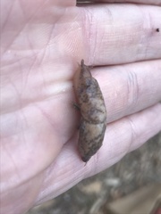 Deroceras reticulatum