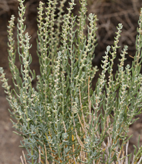Neokochia americana