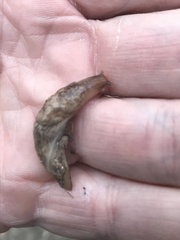 Deroceras reticulatum