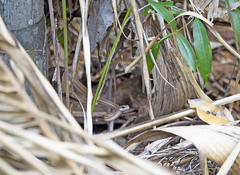 Mastigodryas boddaerti