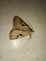 Herminodes concatenalis