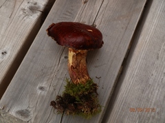 Suillus glandulosus