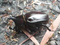 Xylotrupes