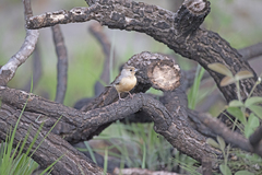 Charitospiza eucosma