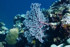 Siphonogorgia godeffroyi