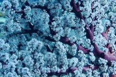 Siphonogorgia godeffroyi