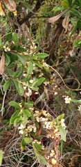 Cuscuta