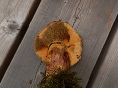 Suillus glandulosus