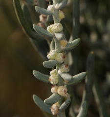 Neokochia americana