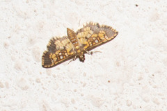 Nomophilini