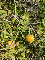 Diospyros intricata