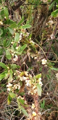 Cuscuta