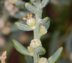 Neokochia americana