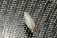 Panchlora