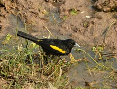 Cacicus chrysopterus