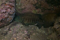 Cephalopholis panamensis