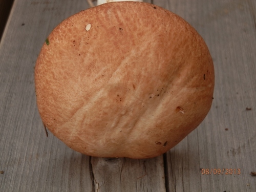 Fuscoboletinus weaverae image