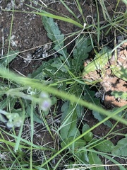 Erigeron primulifolius