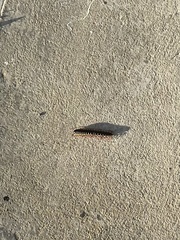 Asiomorpha coarctata