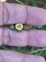 Erigeron primulifolius