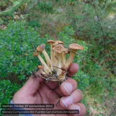 Lyophyllum