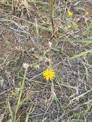 Heterotheca subaxillaris