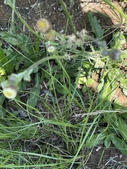 Erigeron primulifolius