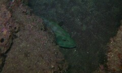 Cephalopholis panamensis