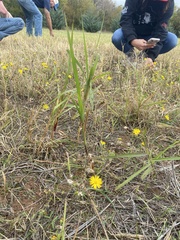 Heterotheca subaxillaris