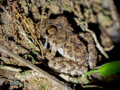 Oreobates quixensis