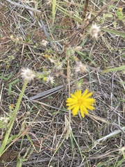 Heterotheca subaxillaris