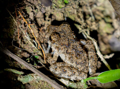 Oreobates quixensis