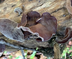 Auricularia polytricha