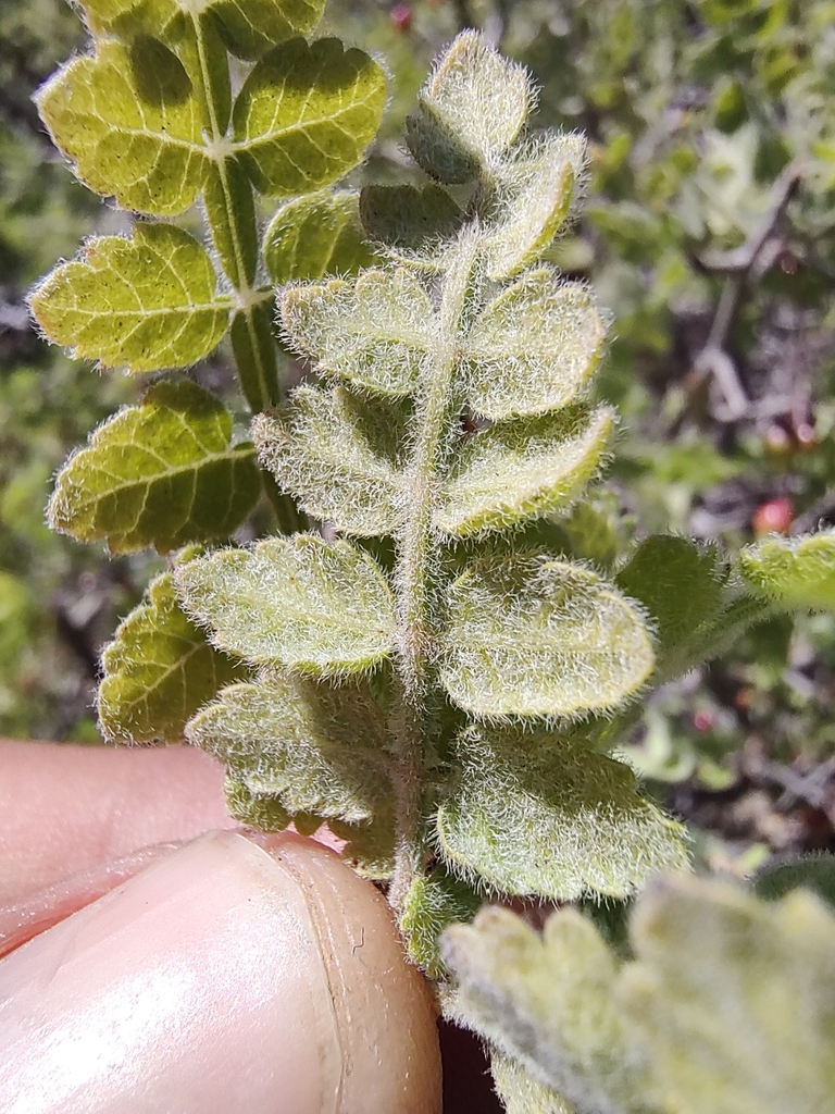 Bursera filicifolia in November 2022 by Abraham Sánchez · iNaturalist