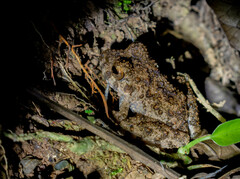 Oreobates quixensis