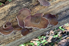 Auricularia polytricha