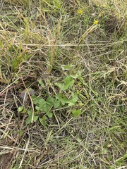 Ipomoea cordatotriloba