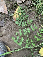 Oenanthe pimpinelloides