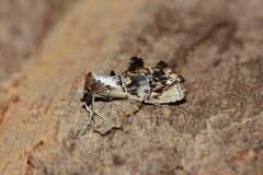 Arrade leucocosmalis