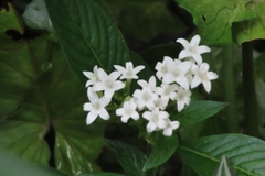 Gonzalagunia hirsuta