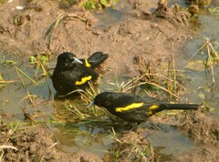 Cacicus chrysopterus