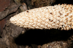 Ombrophytum peruvianum