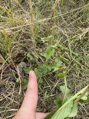 Ipomoea cordatotriloba