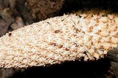 Oxycoryninae