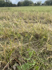 Ipomoea cordatotriloba