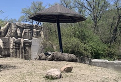 Rhinocerotidae