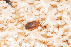 Oxycoryninae