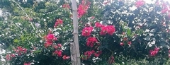 Bougainvillea glabra