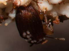 Oxycoryninae